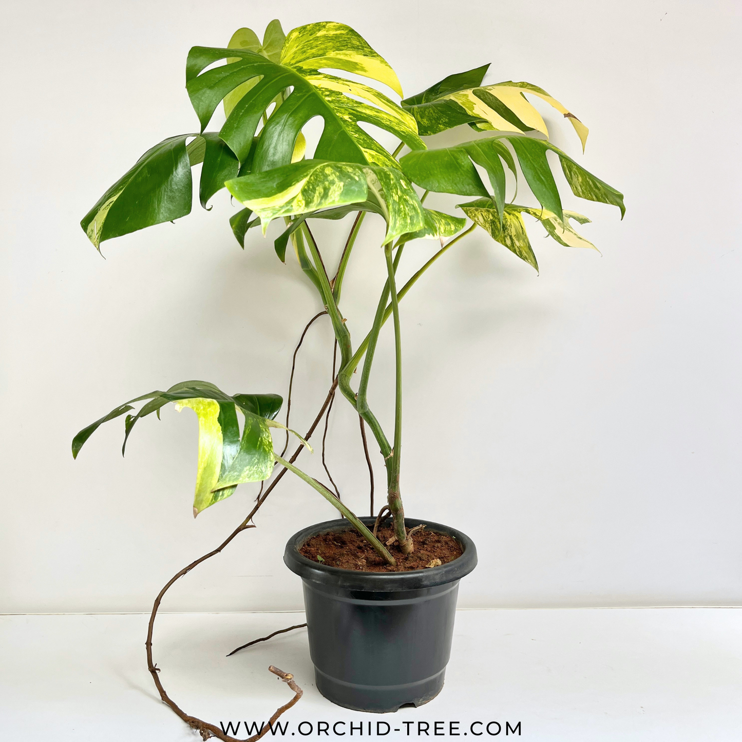 Monstera Thai Constellation