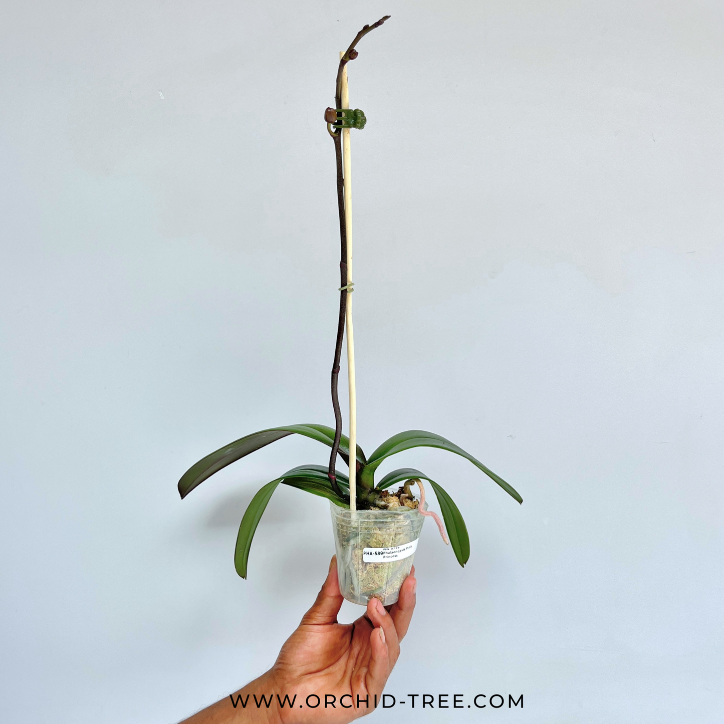 Phalaenopsis Pink Princess Orchid Plant - FF