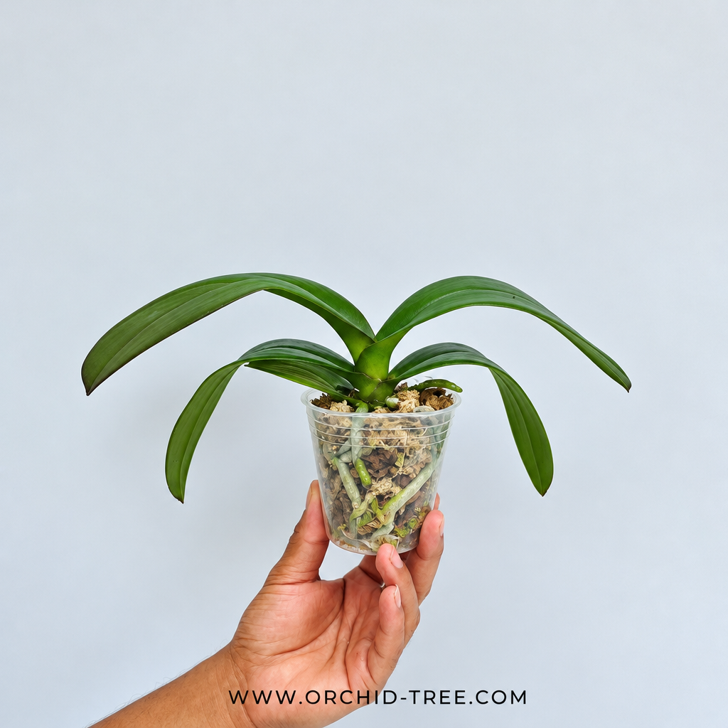 Phalaenopsis Pink Princess Orchid Plant - FF - Buy Orchids Plants Online by Orchid-Tree.com