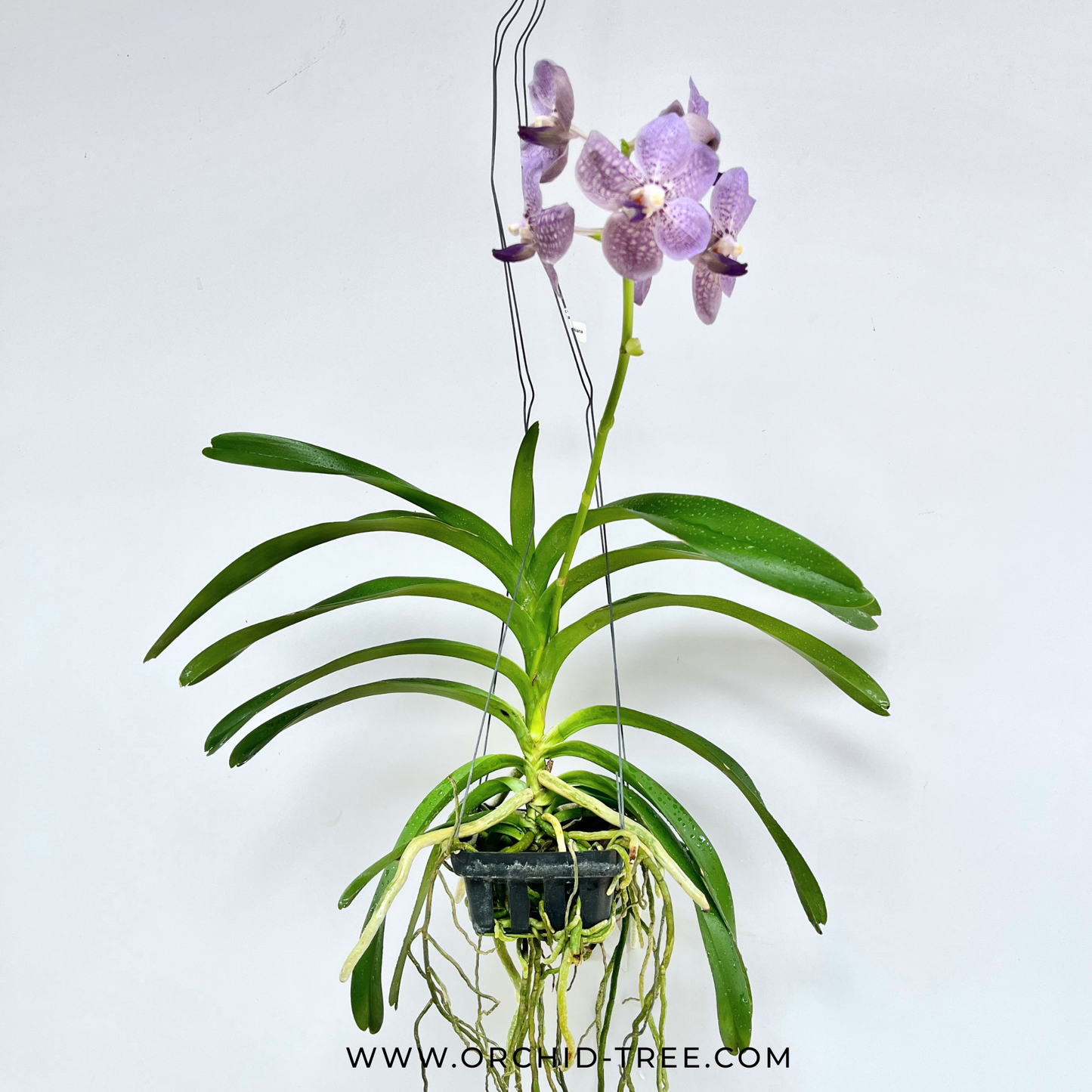 Vanda Rothschildiana Orchid Plant - BS - Buy Orchids Plants Online by Orchid-Tree.com