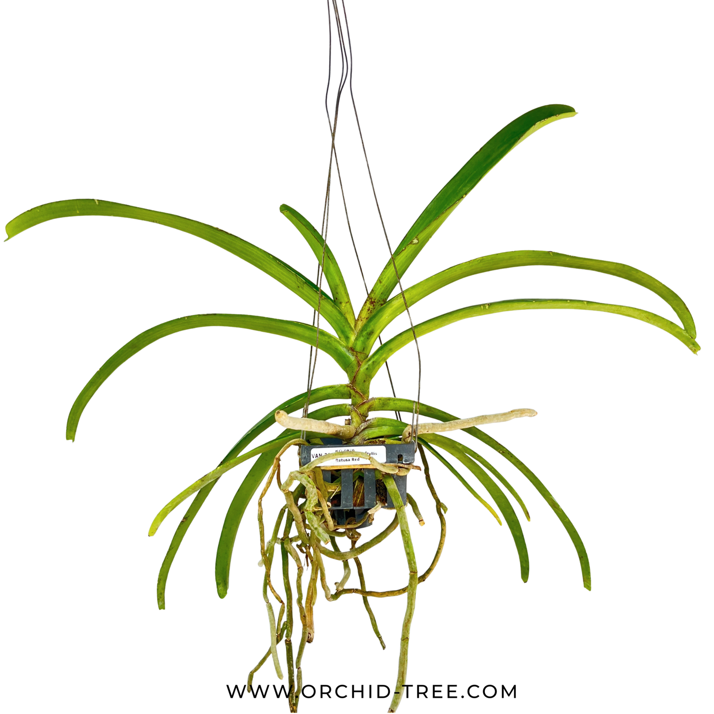 Rhynchostylis Retusa Red Orchid Plant - BS