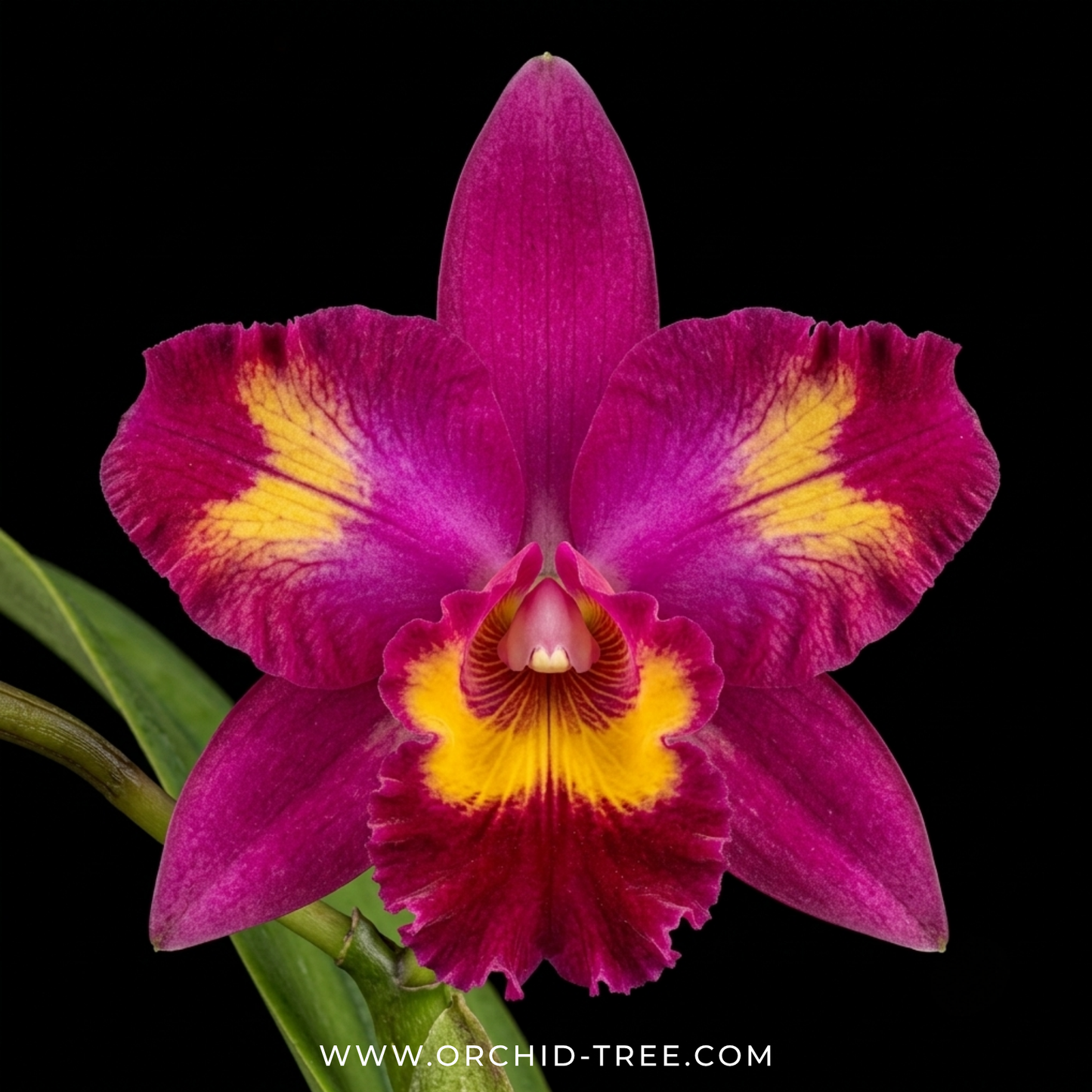 Cattleya Hawaiian Splash 'Lea' BM/JOGA Orchid Plant - NBS