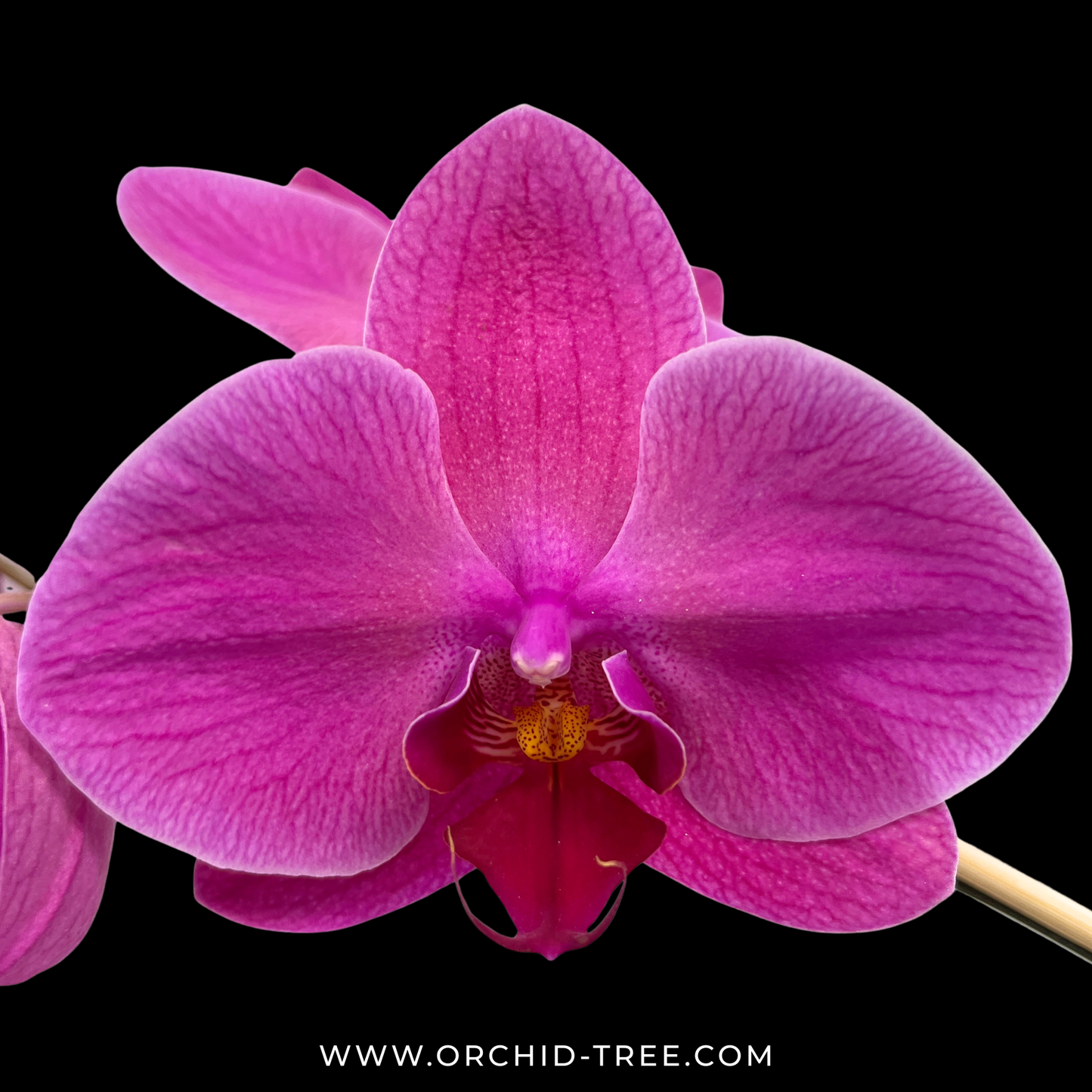 Phalaenopsis Peach Creme - FF(Open Flowers)