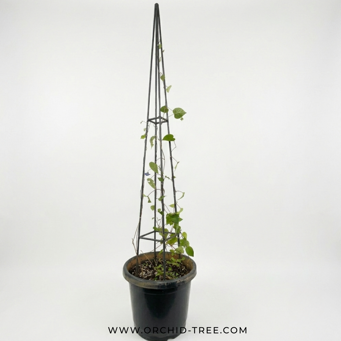 Blue Cluster Vine With Trellis