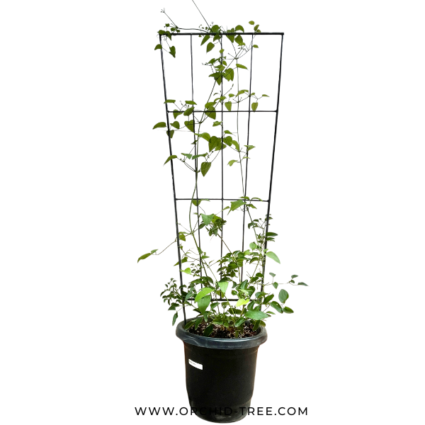 Clematis With Trellis - Buy Orchids Plants Online by Orchid-Tree.com