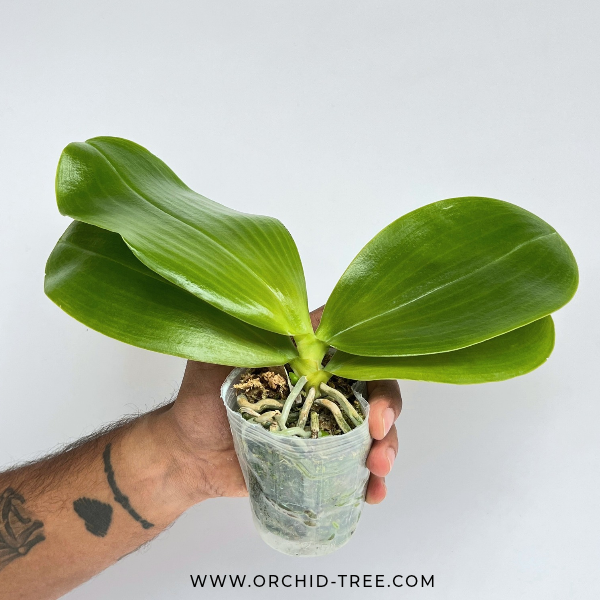 Phalaenopsis Zheng Min Jacaranda'Yungho' Orchid Plant - BS