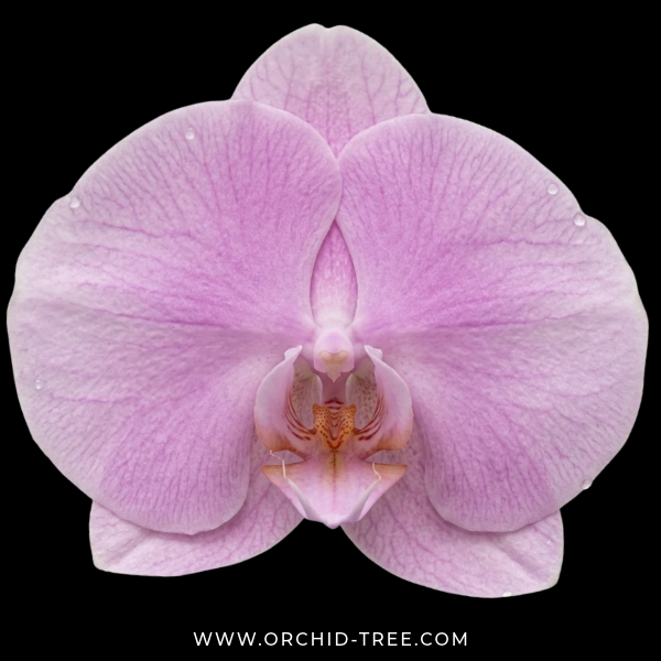 Phalaenopsis Ben Yu Pink Goddess Orchid Plant - FF