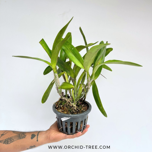 Cattleya (Lc.) Mari's Song x Interglossa #2 Orchid Plant - BS (Large Plant)