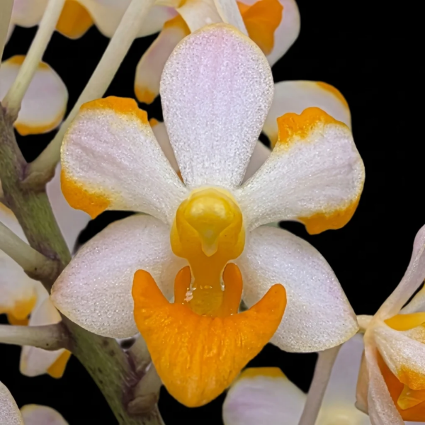Vandaenopsis Pulcherrimin Orchid Plant - BS - Buy Orchids Plants Online by Orchid-Tree.com