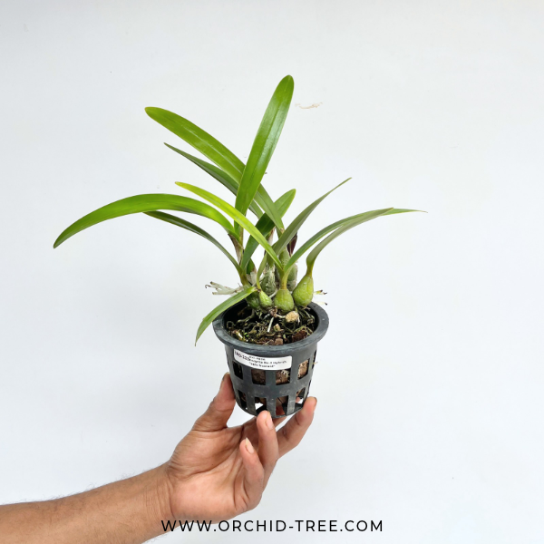 Encyclia Guadatam Orchid Plant - BS