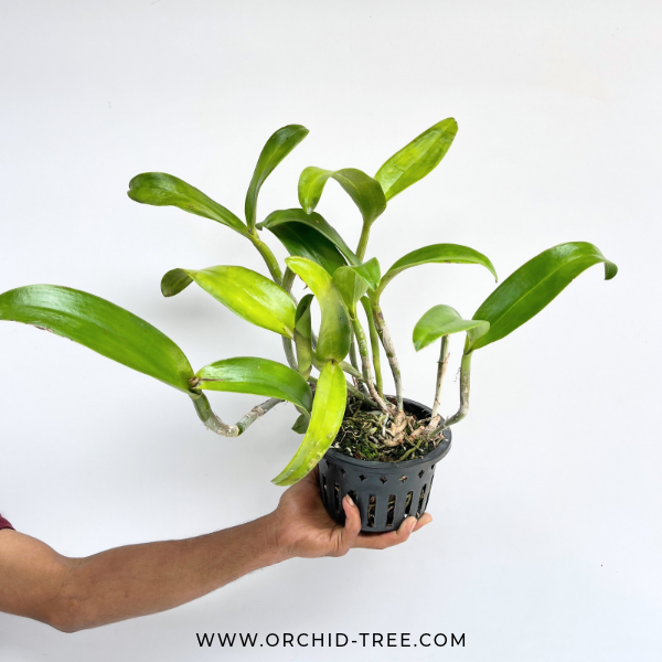 Cattleya Phra Nakhon Khiri Orchid Plant - BS (Large Plant)
