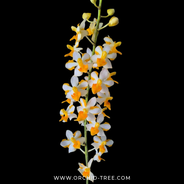 Vandaenopsis Pulcherrimin Orchid Plant - BS