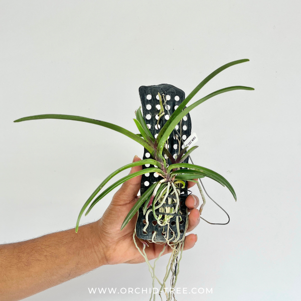 Vanda Pinky Orchid Plant - BS