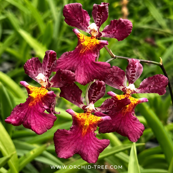 Rodrumnia Jairak Venus Orchid Plant - BS (Miniature)
