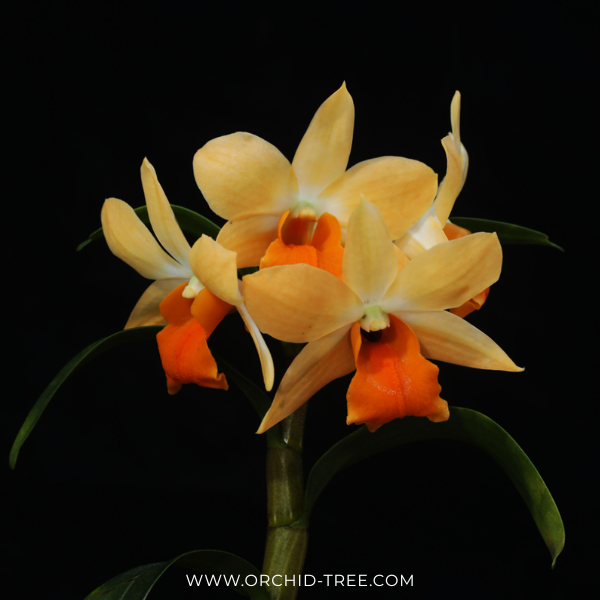 Dendrobium Sophia Ang Orchid Plant - BS