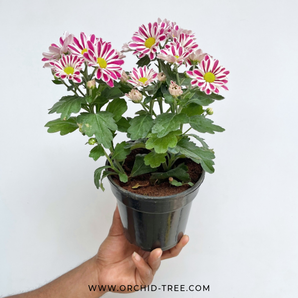 Chrysanthemum