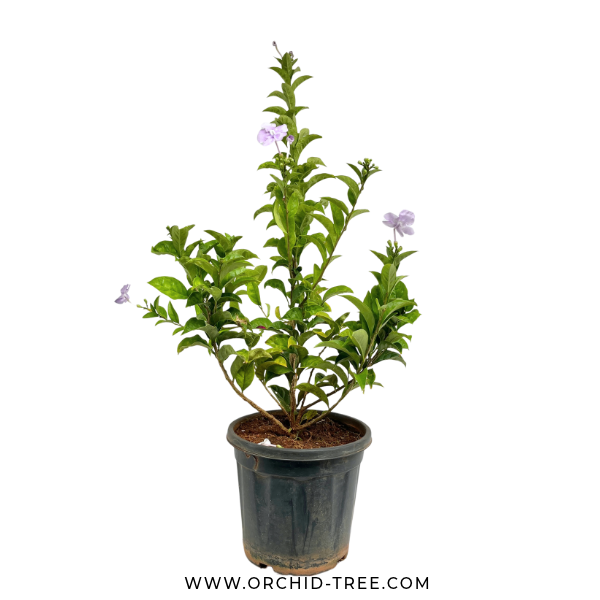 Yesterday,Today, Tomorrow Plant (Brunfelsia pauciflora)
