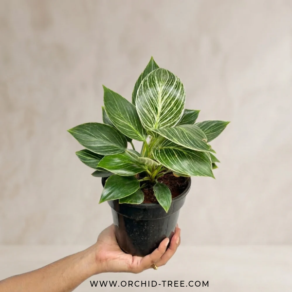 Philodendron Birkin - Buy Orchids Plants Online by Orchid-Tree.com