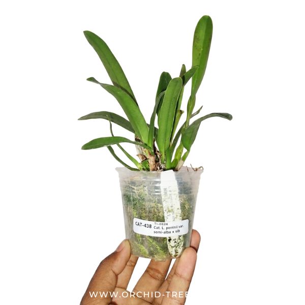 Cattleya (L.) perrinii var. semi-alba × sib Orchid Plant - BS