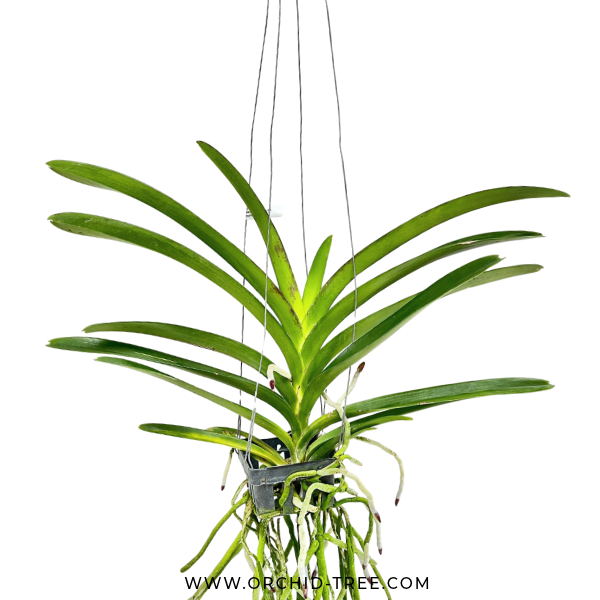 Vanda Boonserm Delight Pink Orchid Plant - FF