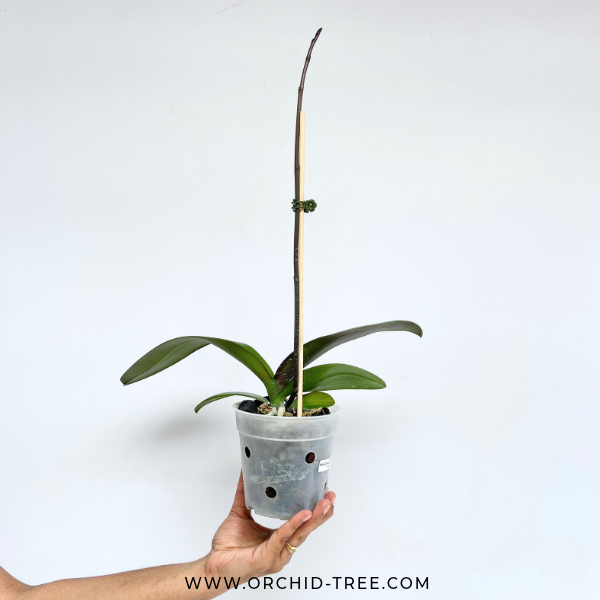 Phalaenopsis Lianher Tuna Orchid Plant - FF