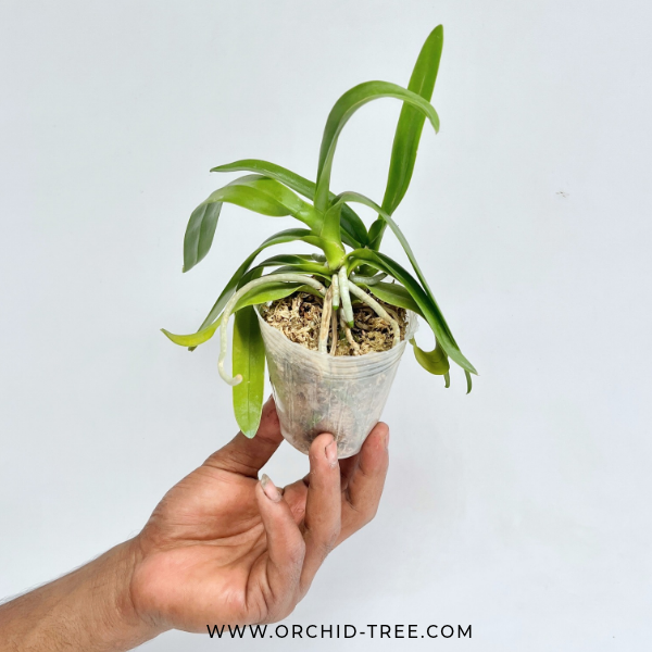 Phalaenopsis pulcherrima var. coerulea splash Orchid Plant - BS