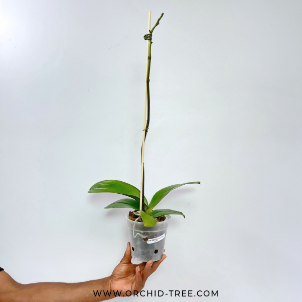 Phalaenopsis Fuller's Rabbit Orchid Plant - FF
