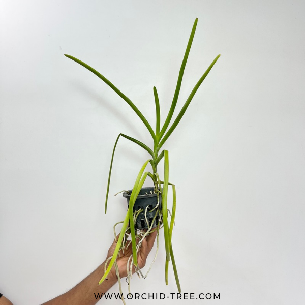 Vanda Ruby Prince X Mimi Palmer Orchid Plant - BS