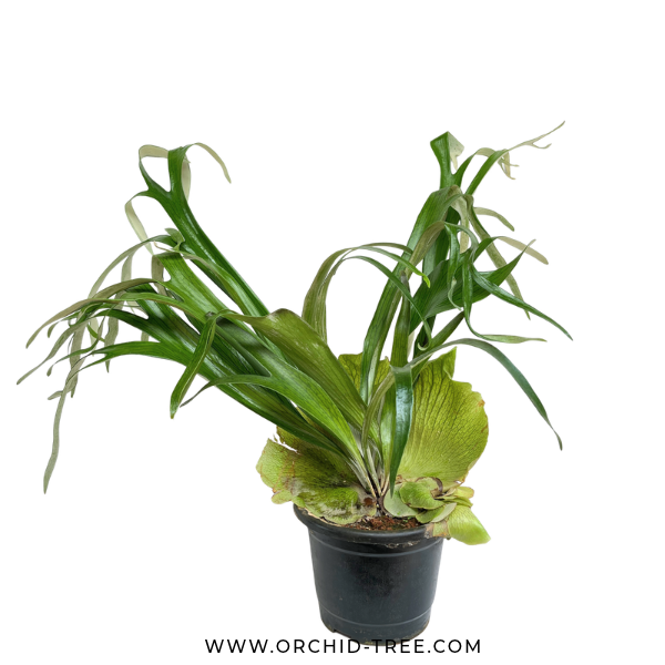Staghorn Fern