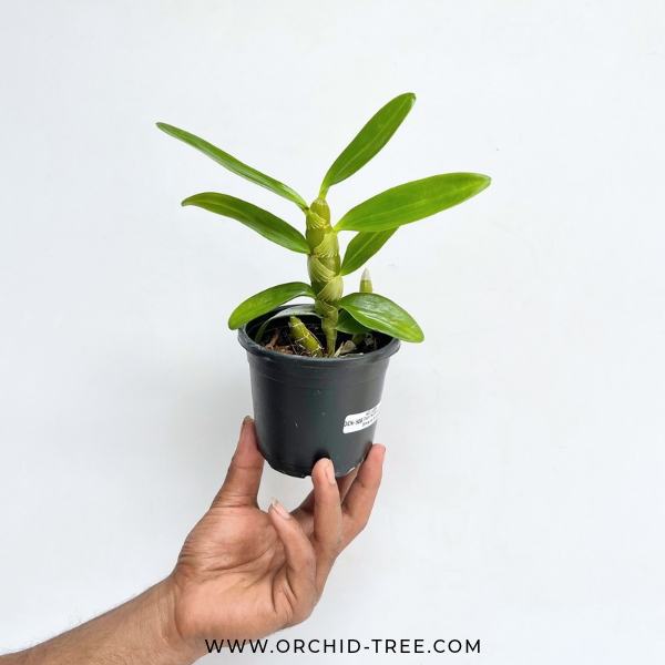Dendrobium Nobile Oriental Smile Butterfly Orchid Plant - NBS