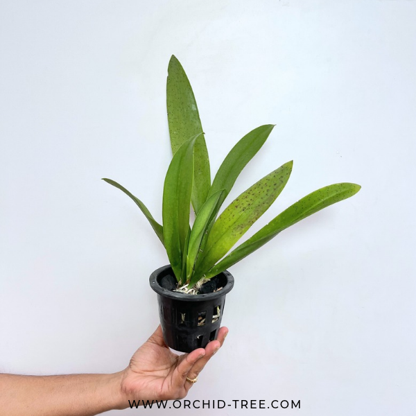 Trichocentrum Ollie Palmer Orchid Plant - BS