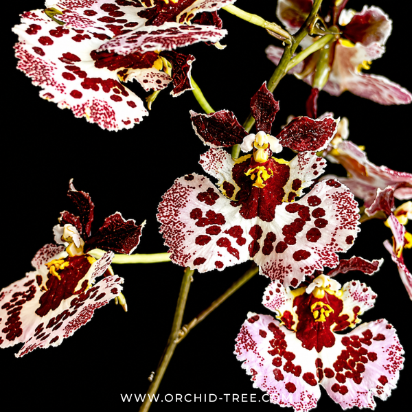 Tolumnia Jairak Flyer 'Giraffe' Orchid Plant - BS