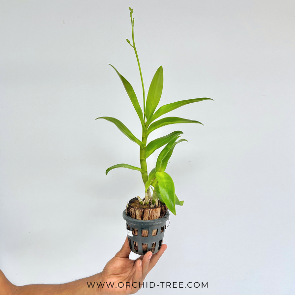 Dendrobium Ceasar White Orchid Plant - FF