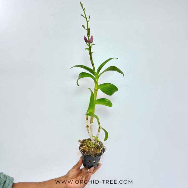 Dendrobium Red #319 Orchid Plant - FF