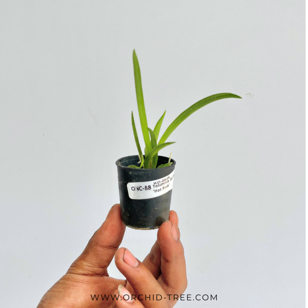 Tolumnia Jairak Rainbow 'Hot Pink' Orchid plant - BS