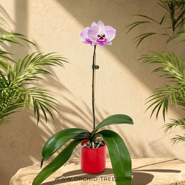 Manila Ceramic Planter