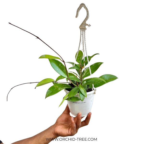 Hoya pubicalyx splash - Buy Orchids Plants Online by Orchid-Tree.com
