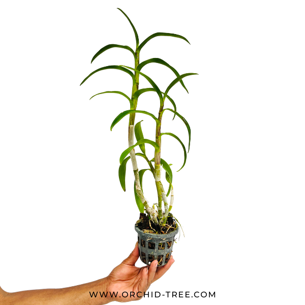 Dendrobium Thongchai Gold 'Pinwattana' Orchid Plant - FF (Emerging Spike)