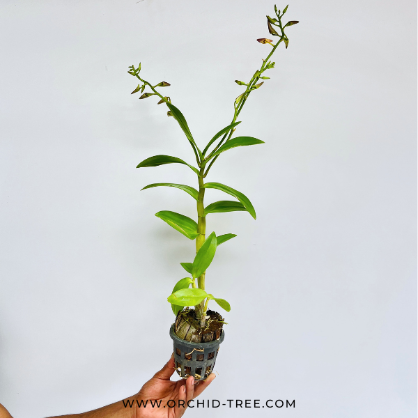 Dendrobium Caesar Candy #10 Orchid Plant - FF