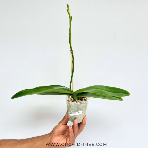 Phalaenopsis Crystal Water Orchid Plant - FF