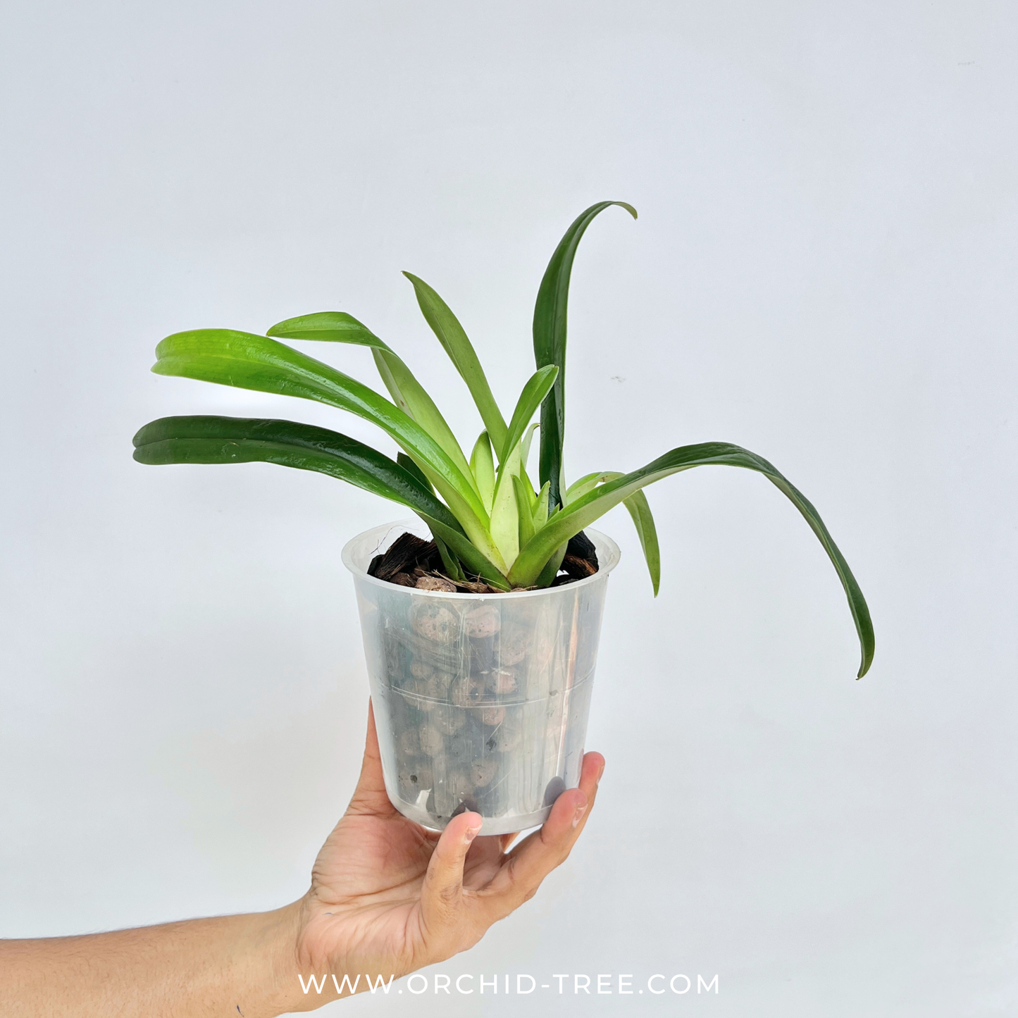 Paphiopedilum X hermanii Orchid Plant - BS (2 growths)