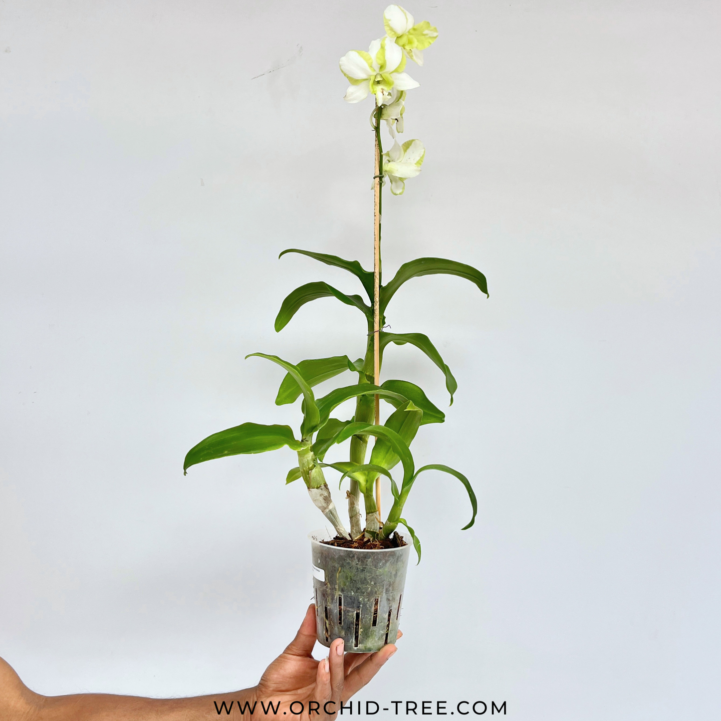 Dendrobium Emma Mutate - FF (Open Flowers)