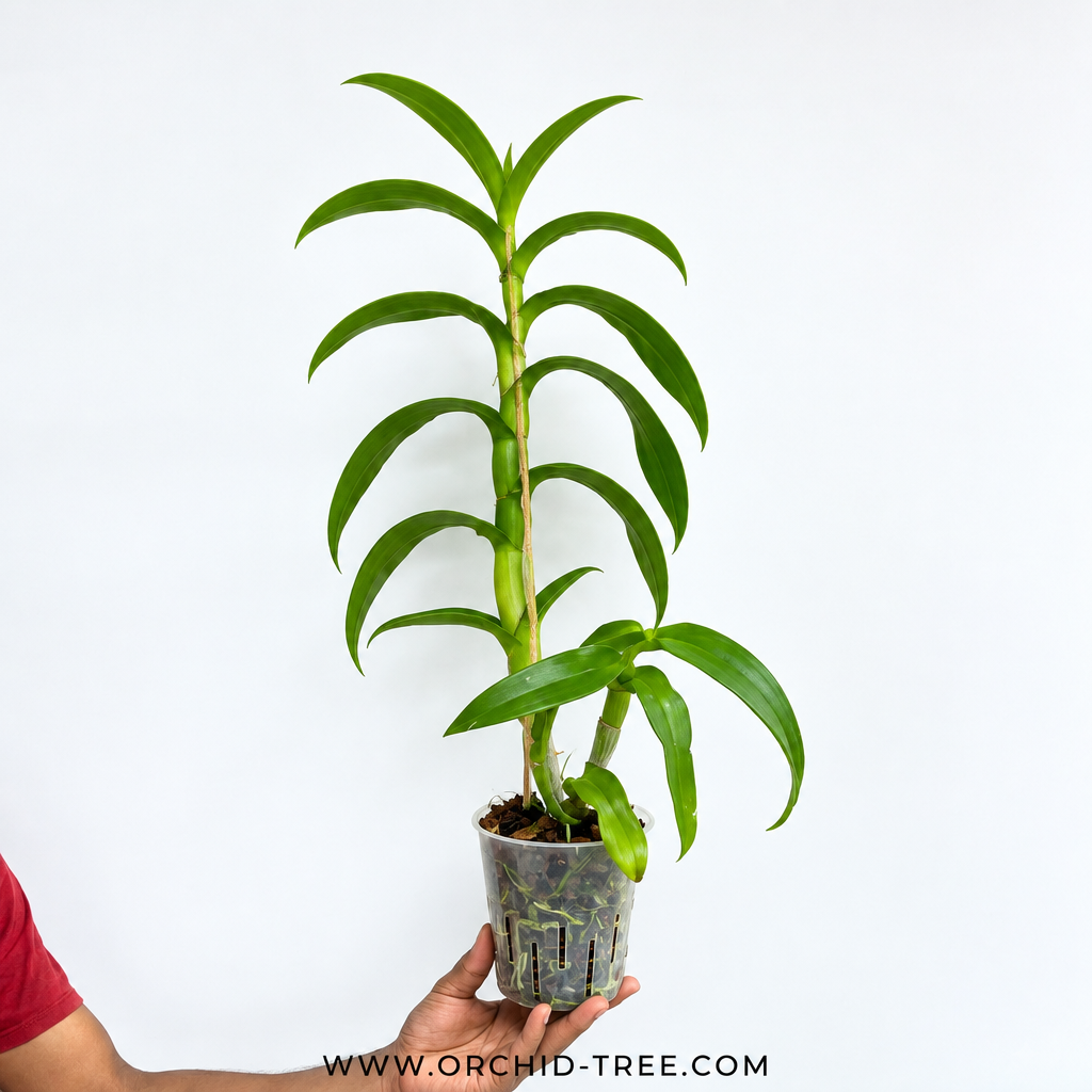 Dendrobium Maroon Rabbit - FF (Open Flowers) - Buy Orchids Plants Online by Orchid-Tree.com