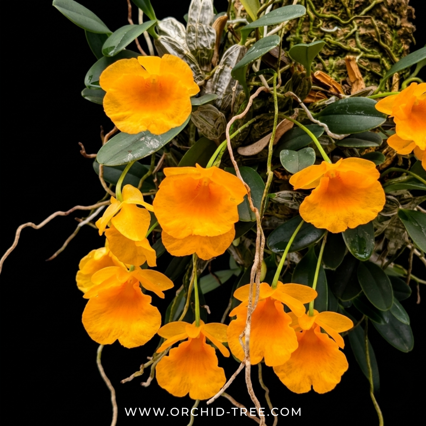 The Mini Jungle (with 2 orchid species on 1 mount) - BS