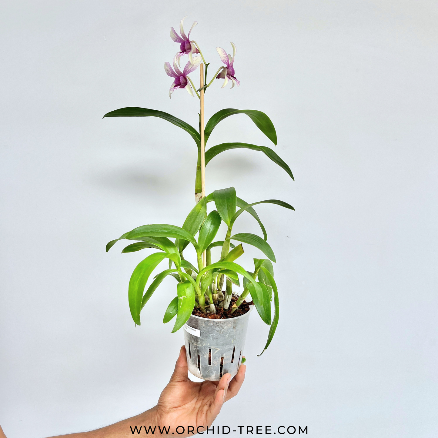 Dendrobium Heang Splash- FF (Open Flowers)