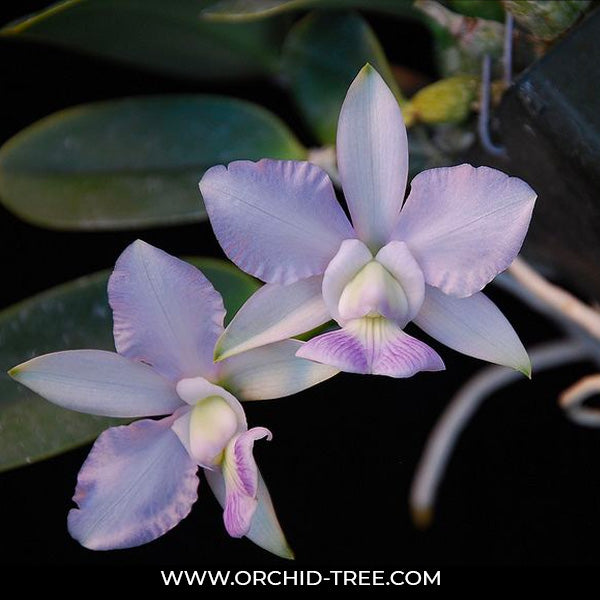 Cattleya walkeriana var. blue - MS