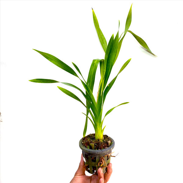 Grammatophyllum wallisii sp. - BS