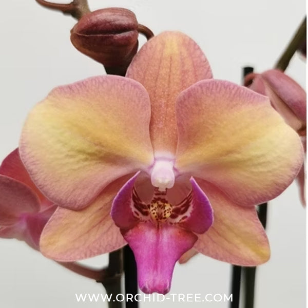 Phalaenopsis OX Wedding Dress Orchid Plant - FF