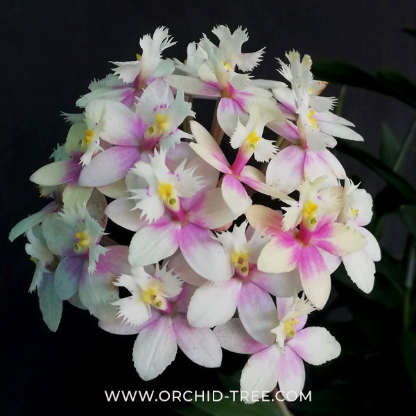 Epidendrium Max Valley Sakura Orchid Plant - MS - Buy Orchids Plants Online by Orchid-Tree.com