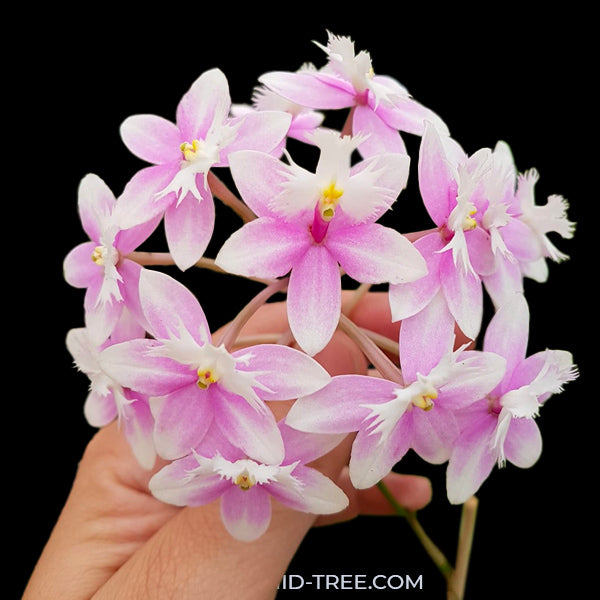 Epidendrum Wedding Valley 'Yukimai' - FF - Buy Orchids Plants Online by Orchid-Tree.com